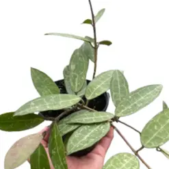 Hoya 'Eliptica' houseplant