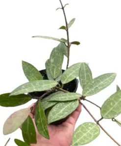 Hoya 'Eliptica' houseplant