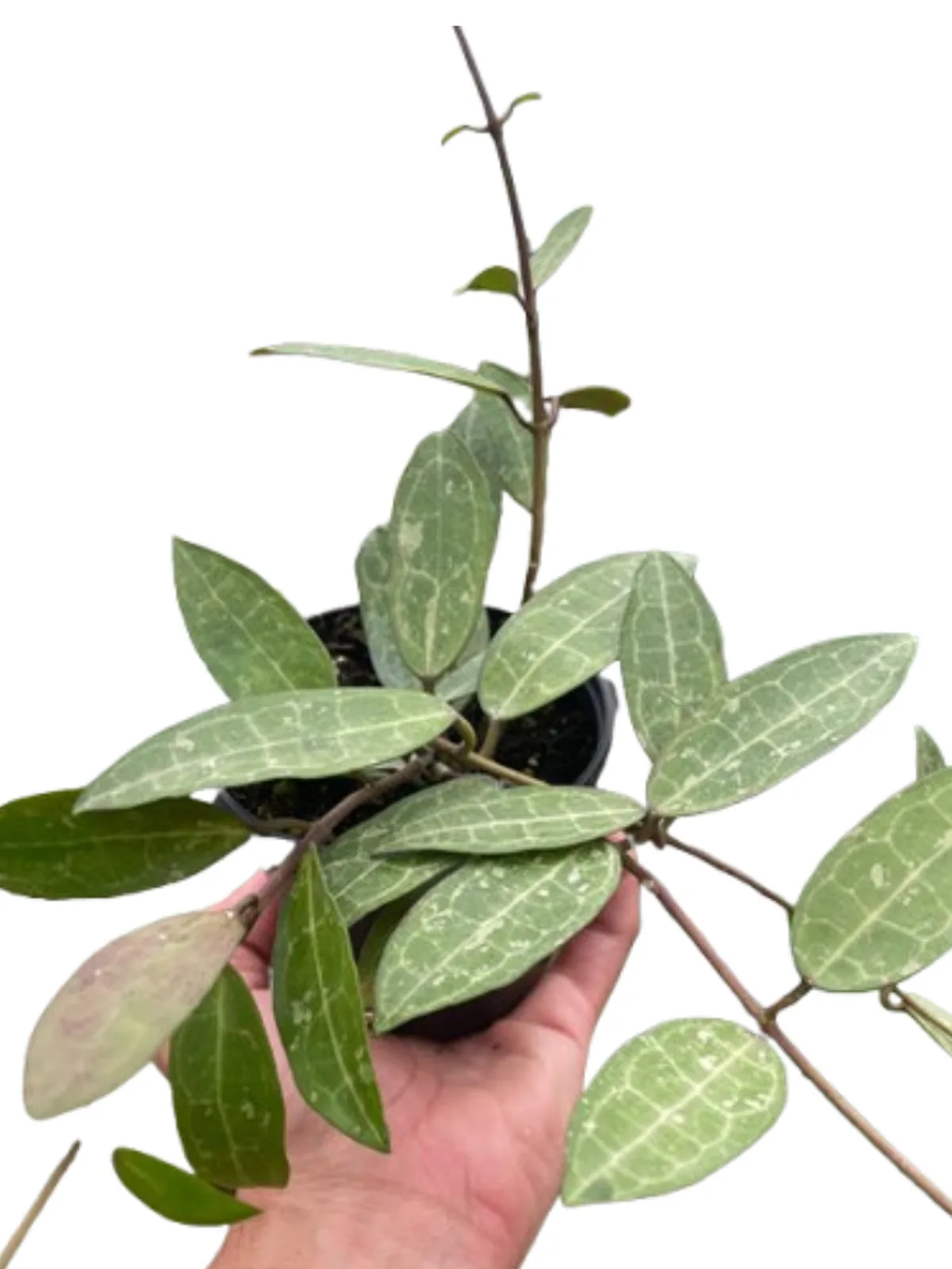 Hoya 