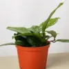 Hoya Fungii houseplant