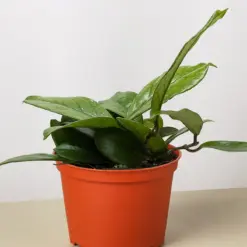 Hoya Fungii houseplant