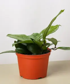 Hoya Fungii houseplant