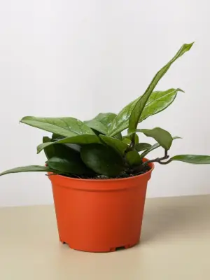 Hoya Fungii houseplant