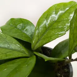 Hoya Fungii — additional view