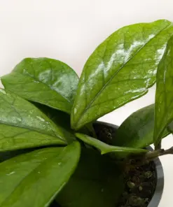 Hoya Fungii — additional view