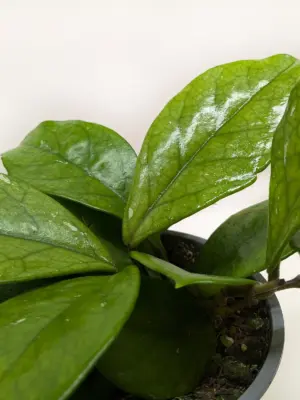Hoya Fungii — additional view