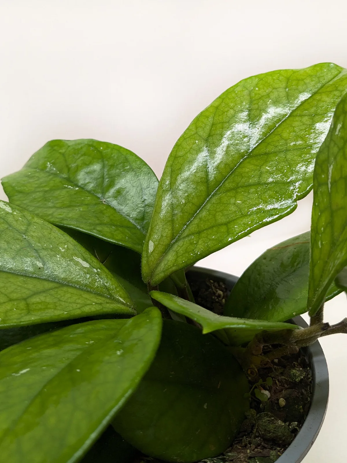 Hoya Fungii — additional view