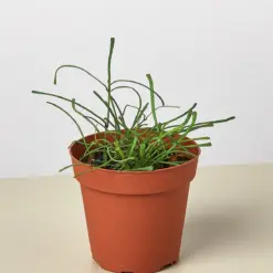 Hoya 'Grass Leafed' houseplant