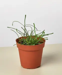 Hoya 'Grass Leafed' houseplant