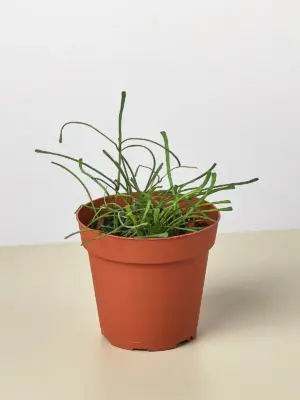 Hoya 'Grass Leafed' houseplant
