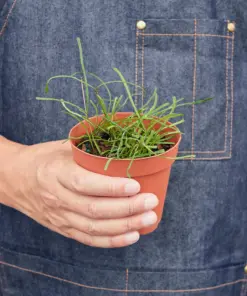 Hoya 'Grass Leafed' — additional view