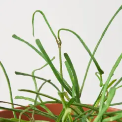 Hoya 'Grass Leafed' — additional view