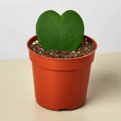 Hoya 'Sweetheart' houseplant