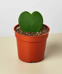 Hoya 'Sweetheart' houseplant