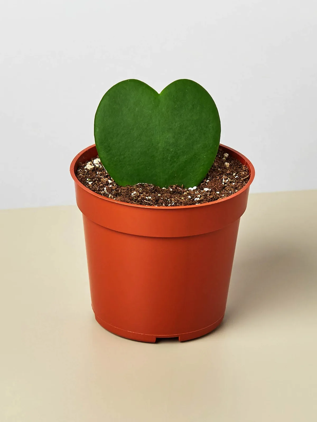 Hoya 