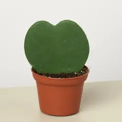 Hoya 'Sweetheart' — additional view