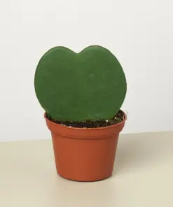 Hoya 'Sweetheart' — additional view