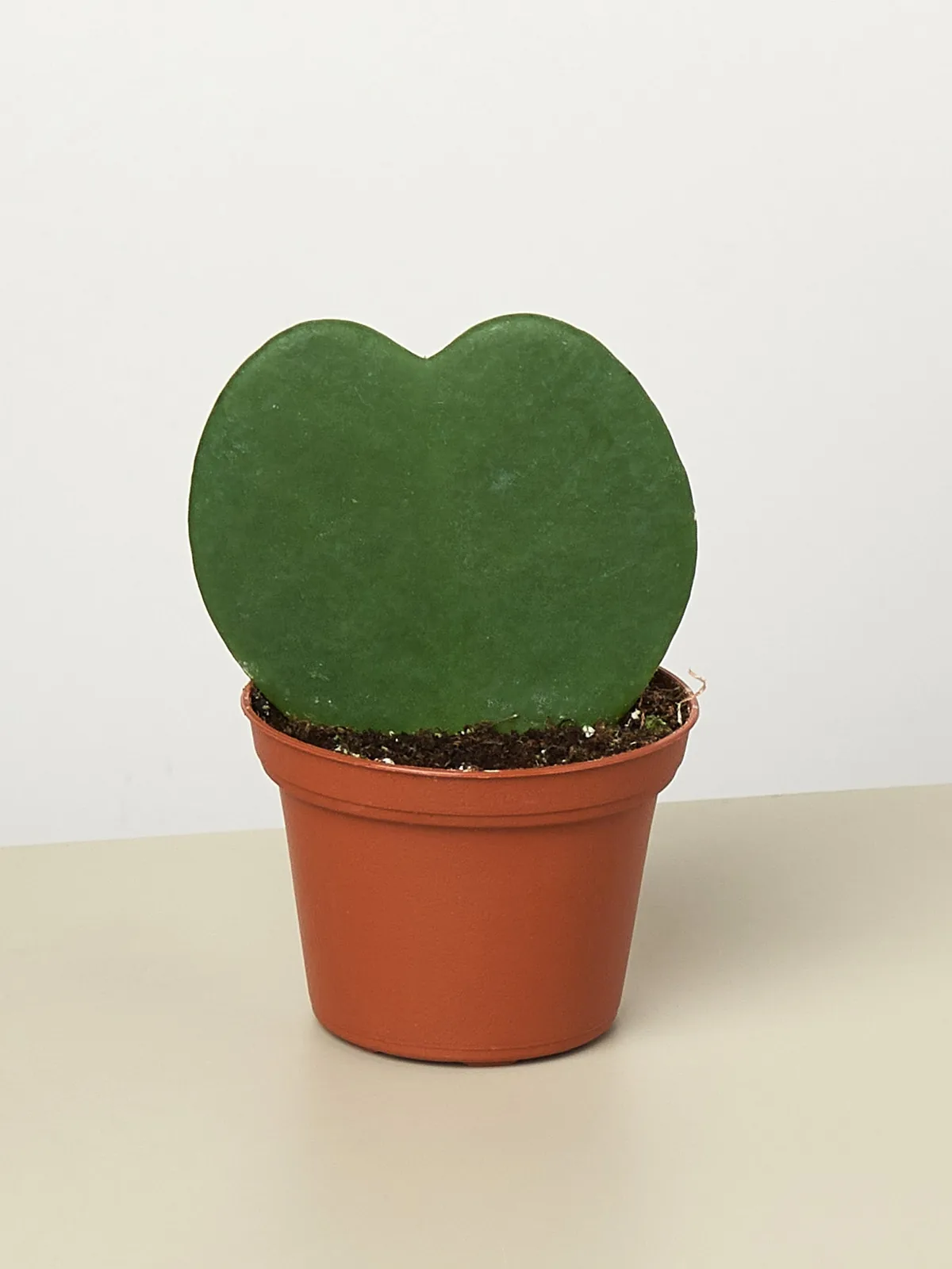 Hoya 