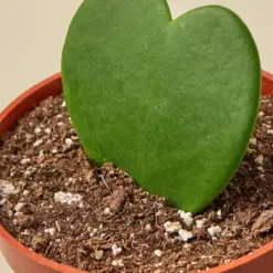 Hoya 'Sweetheart' — leaf detail close-up