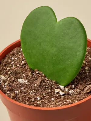 Hoya 'Sweetheart' — leaf detail close-up