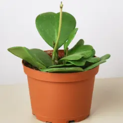 Hoya 'Sweetheart' — additional view