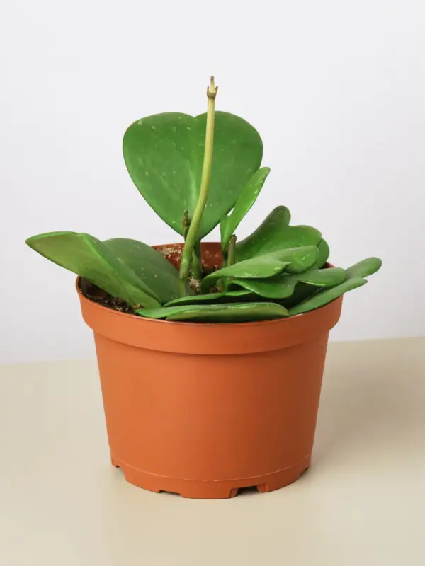 Hoya 'Sweetheart' — additional view