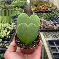 Hoya 'Sweetheart' — additional view