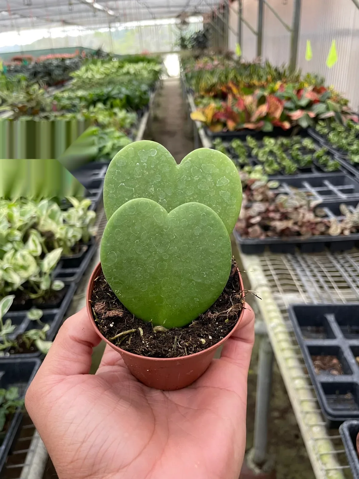 Hoya 