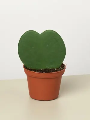 Hoya 'Sweetheart' Double — additional view