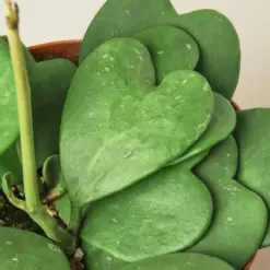 Hoya 'Sweetheart' Double — leaf detail close-up