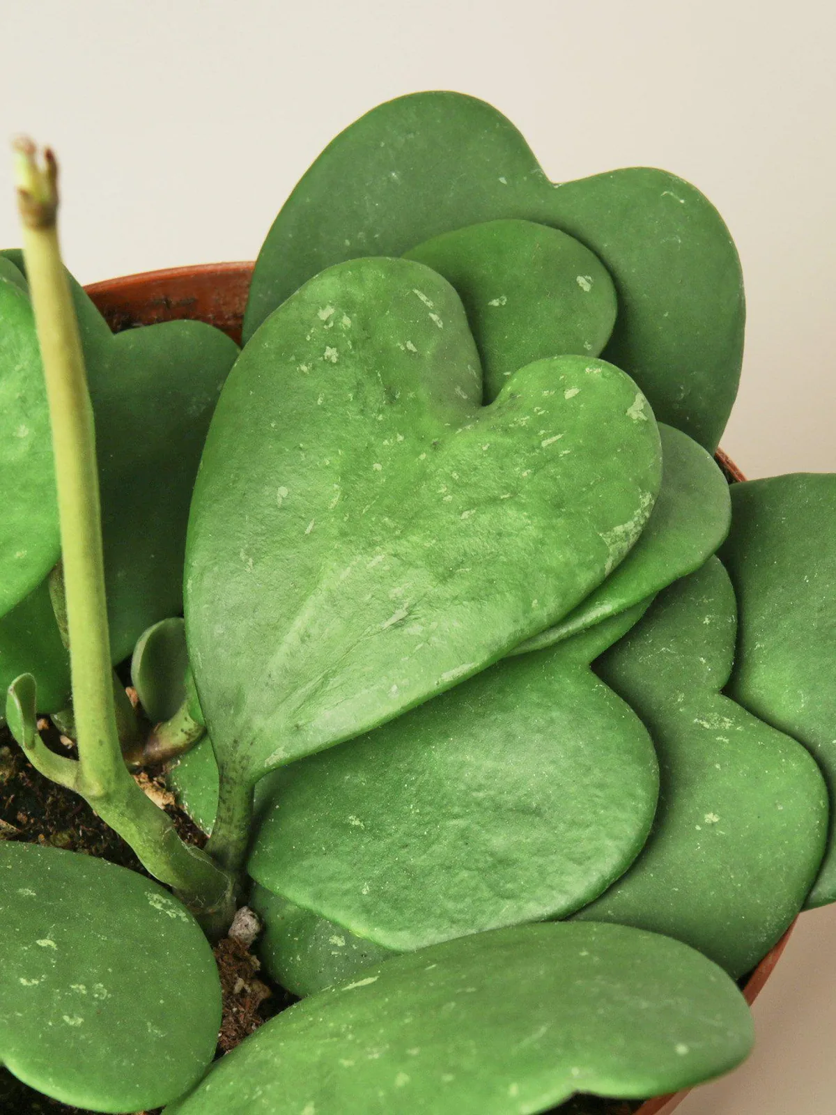 Hoya 