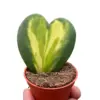 Hoya Heart Flame houseplant