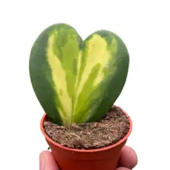 Hoya Heart Flame houseplant