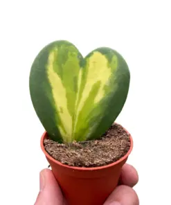 Hoya Heart Flame houseplant