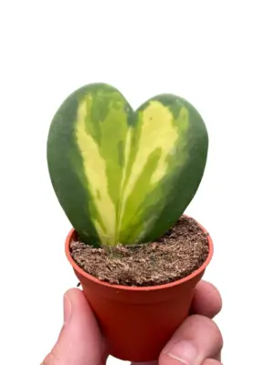 Hoya Heart Flame houseplant