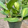 Hoya Heart 'Reverse Variegata' houseplant