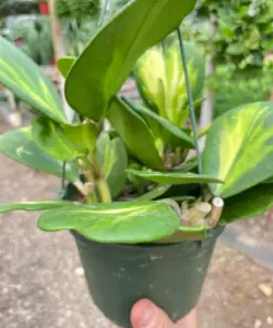 Hoya Heart 'Reverse Variegata' houseplant