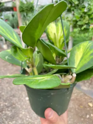 Hoya Heart 'Reverse Variegata' houseplant