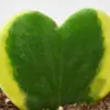 Hoya 'Sweetheart Variegated' houseplant