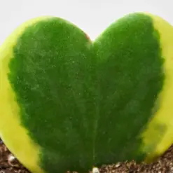 Hoya 'Sweetheart Variegated' houseplant