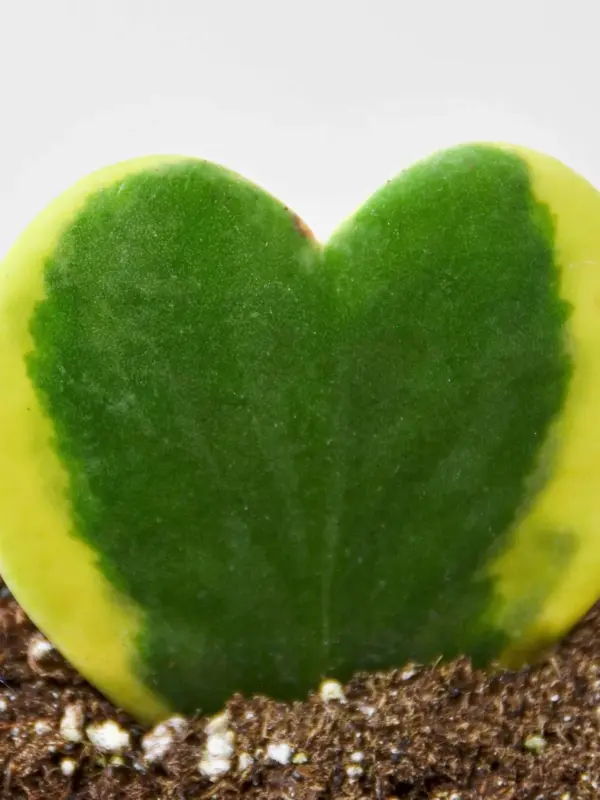 Hoya 'Sweetheart Variegated' houseplant