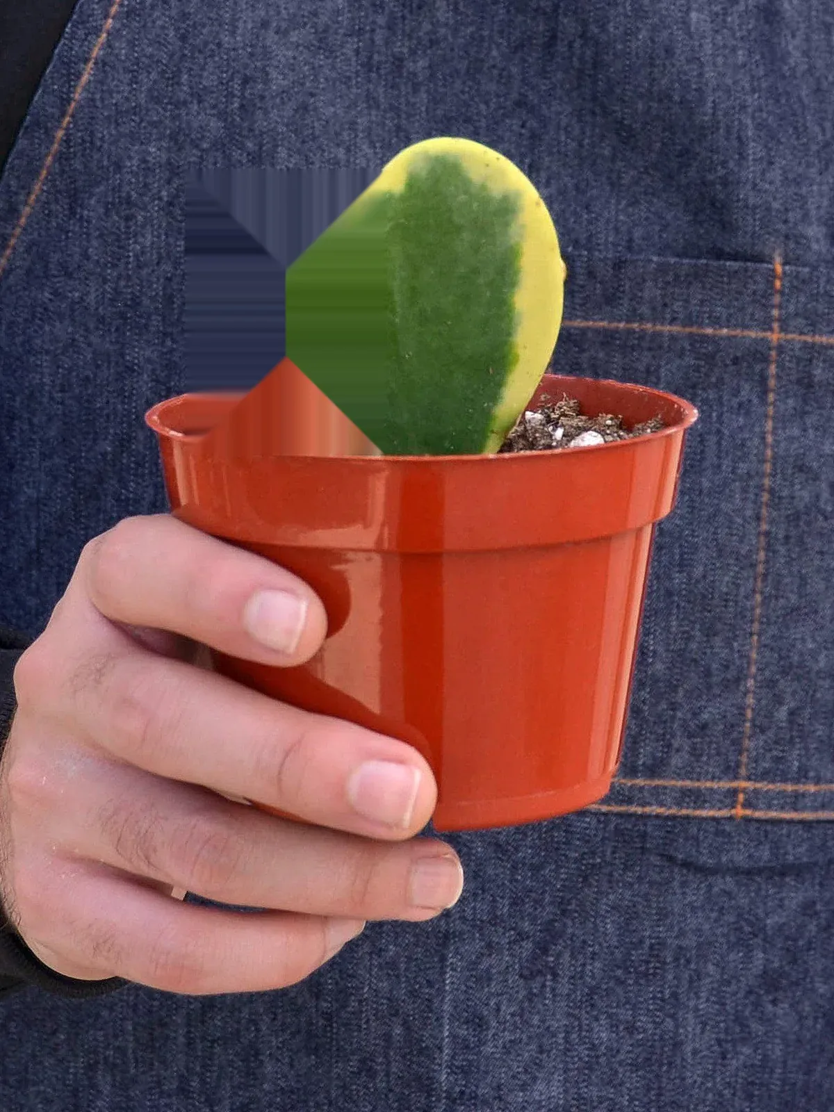 Hoya 