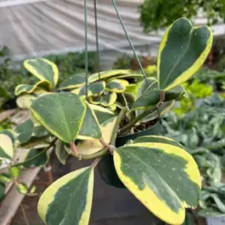 Hoya 'Sweetheart Variegated' — additional view