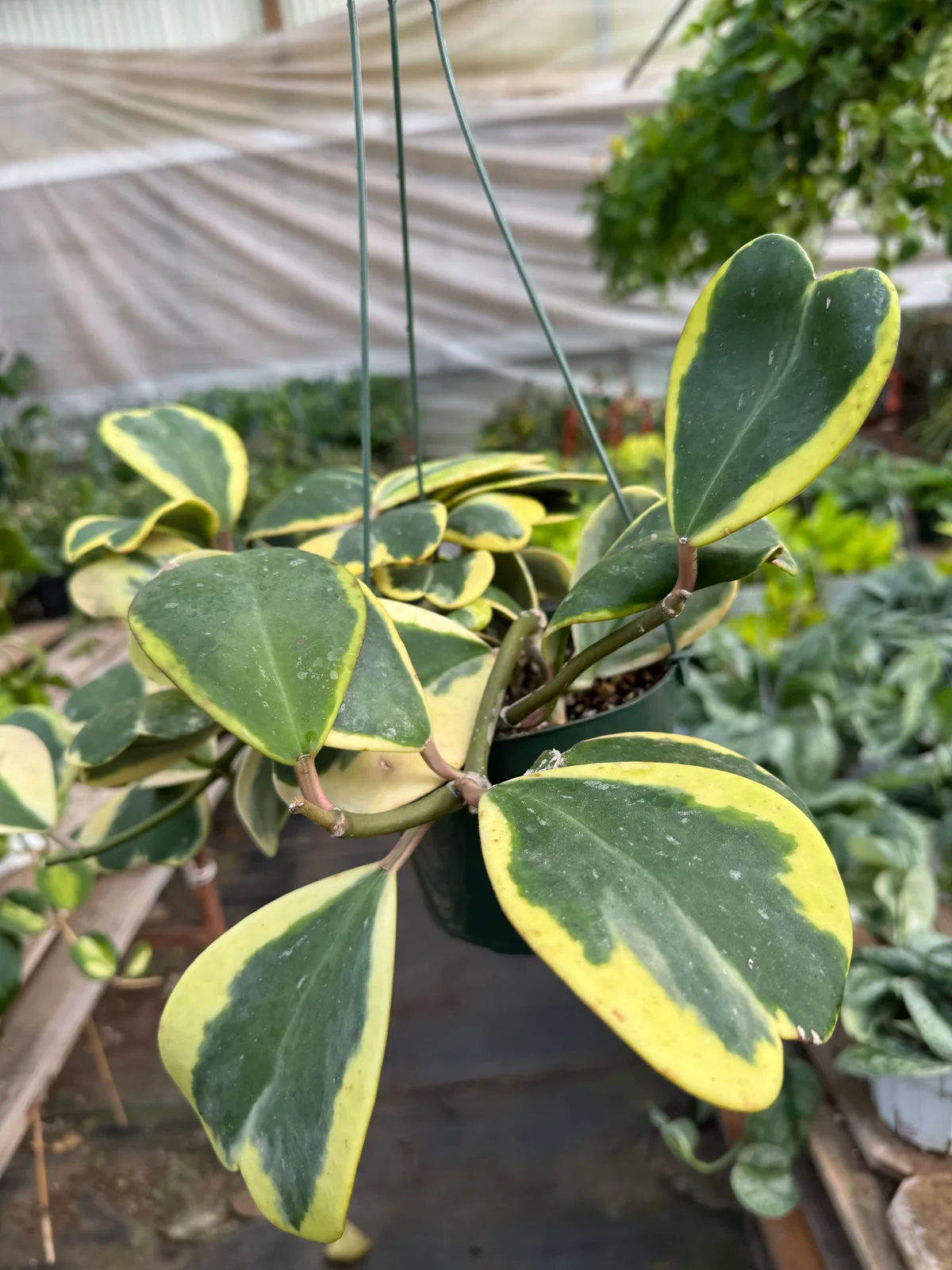 Hoya 