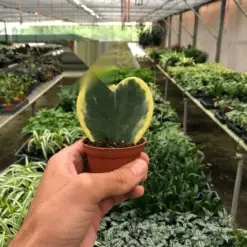 Hoya 'Sweetheart Variegated' — additional view