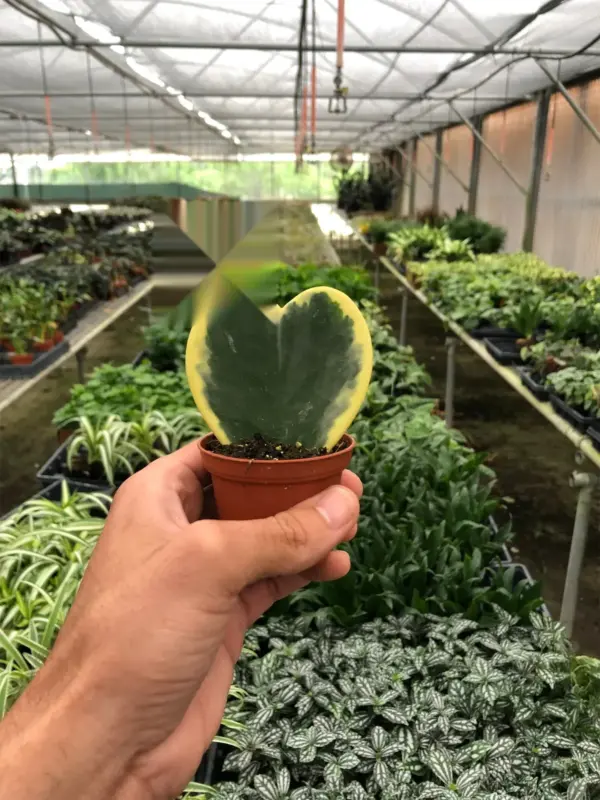 Hoya 'Sweetheart Variegated' — additional view