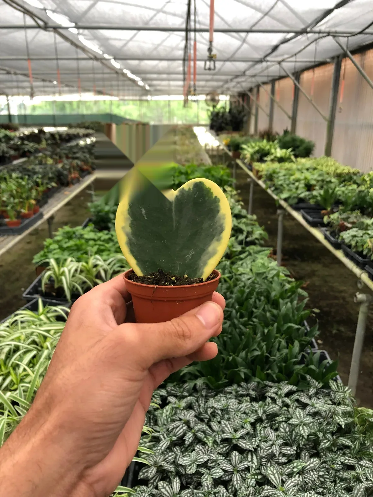 Hoya 