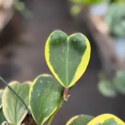Hoya 'Sweetheart Variegated' — additional view