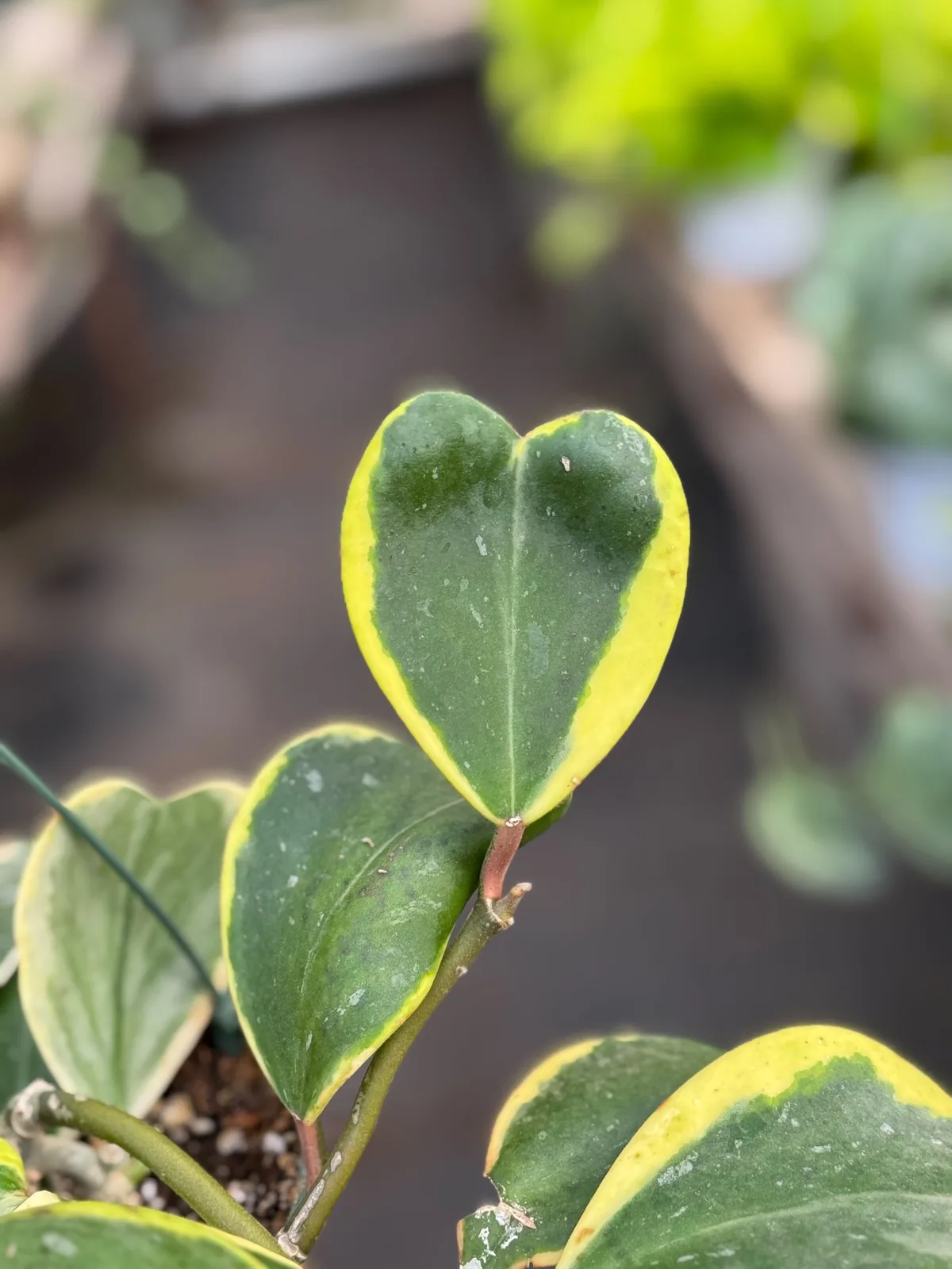 Hoya 