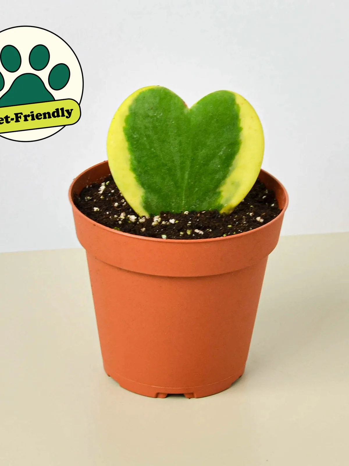 Hoya 